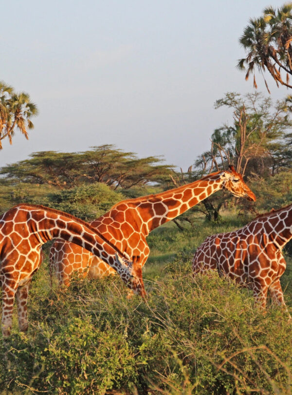 reticulated-giraffes-in-samburu