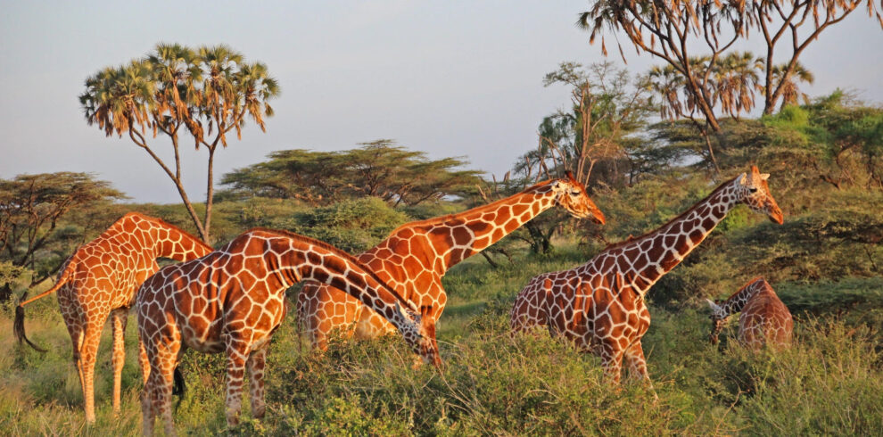 reticulated-giraffes-in-samburu